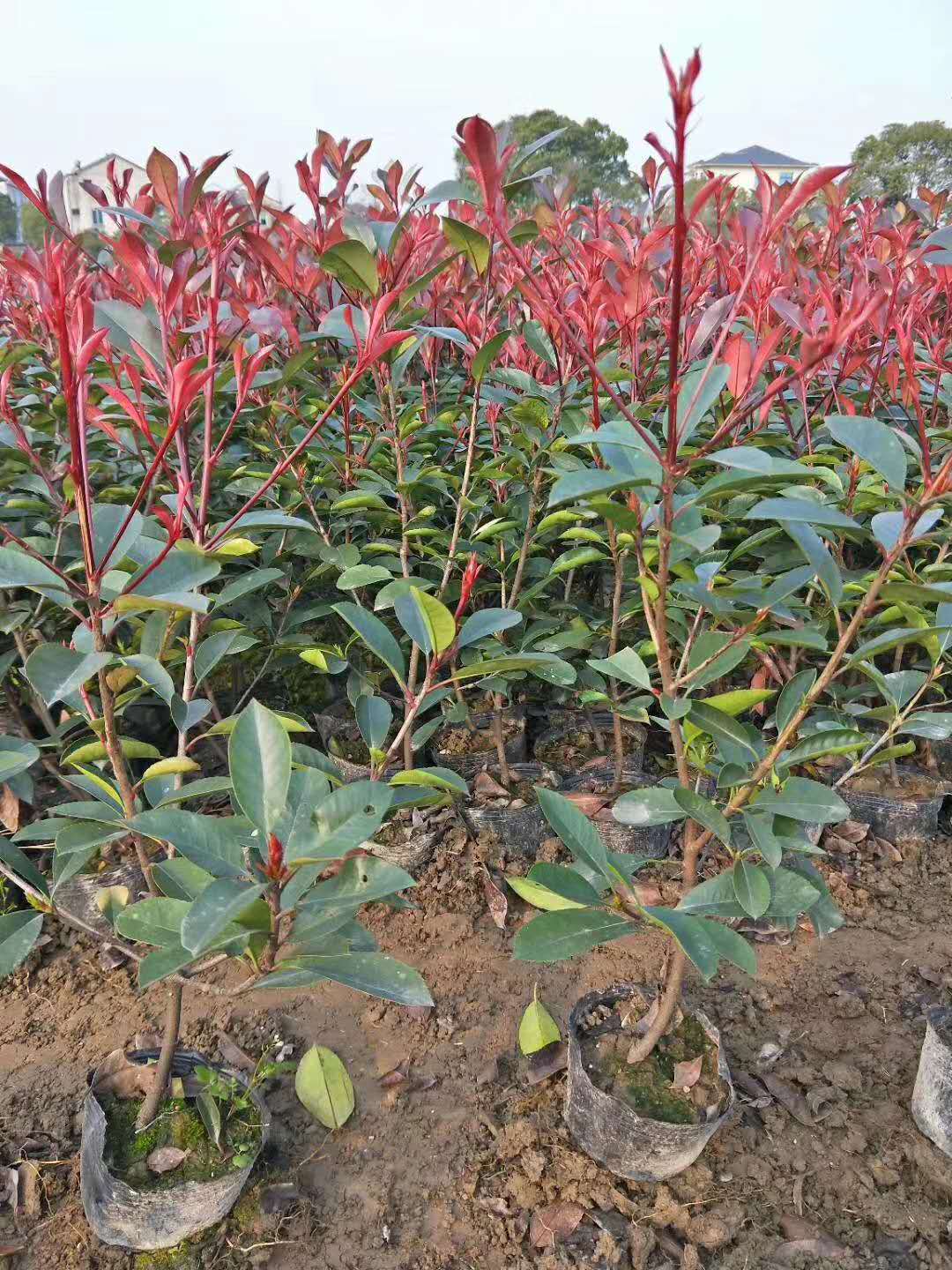 紅葉石楠圖片/紅葉石楠樣板圖 (2)