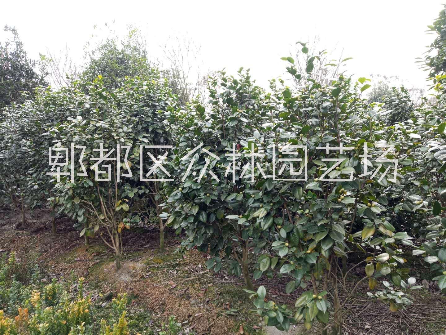 四川成都茶花價(jià)格 成都大量山茶   茶花產(chǎn)地供應(yīng)