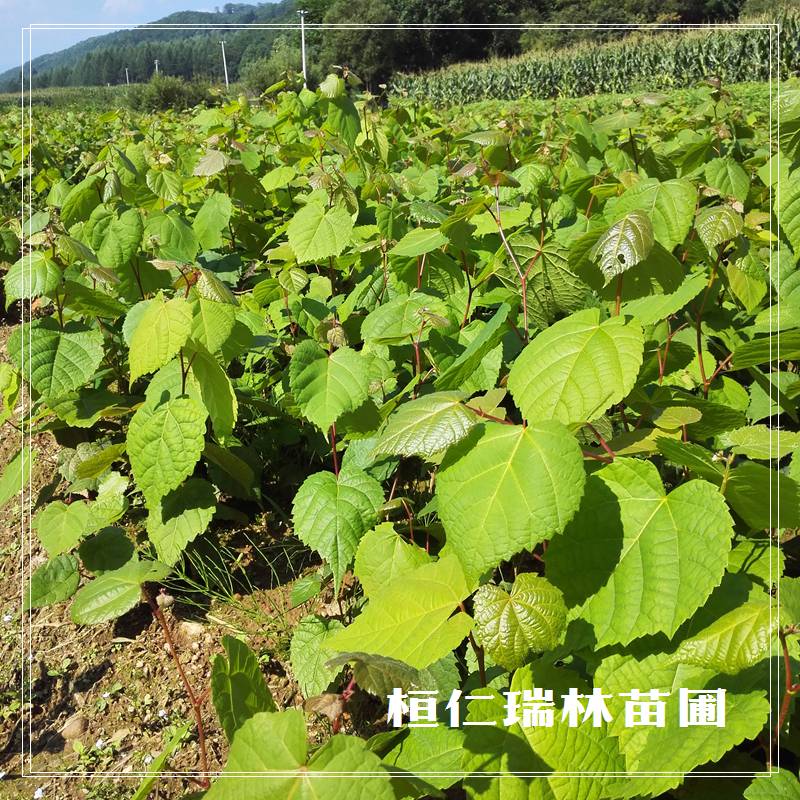 東北椴樹苗 紫椴樹苗 椴樹小苗圖片/東北椴樹苗 紫椴樹苗 椴樹小苗樣板圖 (3)