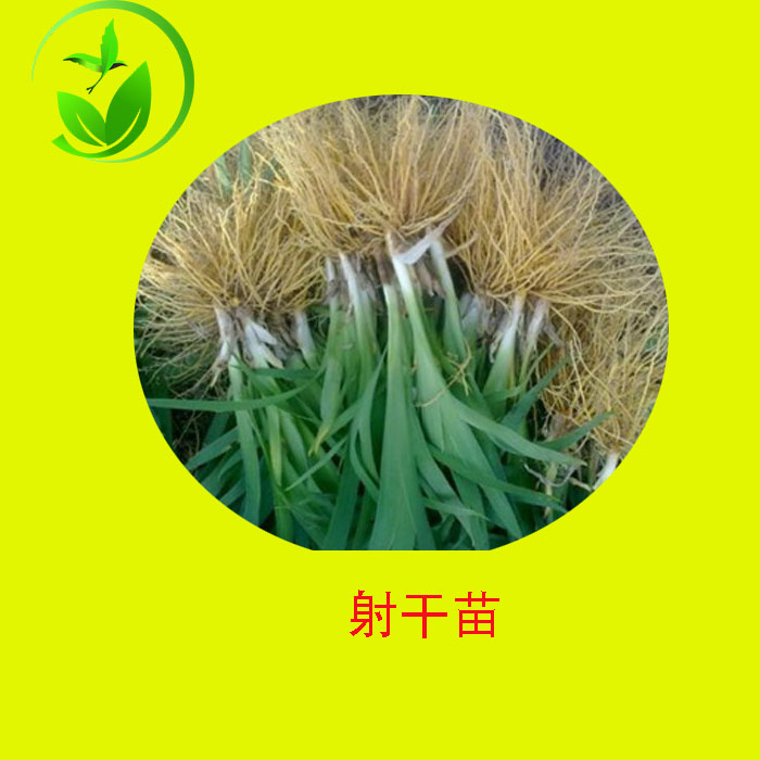射干苗圖片