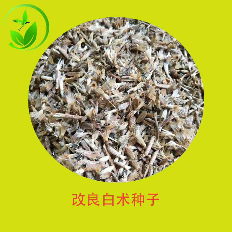改良白術種子 浙白術 于術冬白術 淅術 桴薊 片術 易成活藥用種籽
