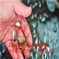 鯽魚苗圖片/鯽魚苗樣板圖 (1)
