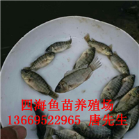 羅非魚苗圖片/羅非魚苗樣板圖 (1)