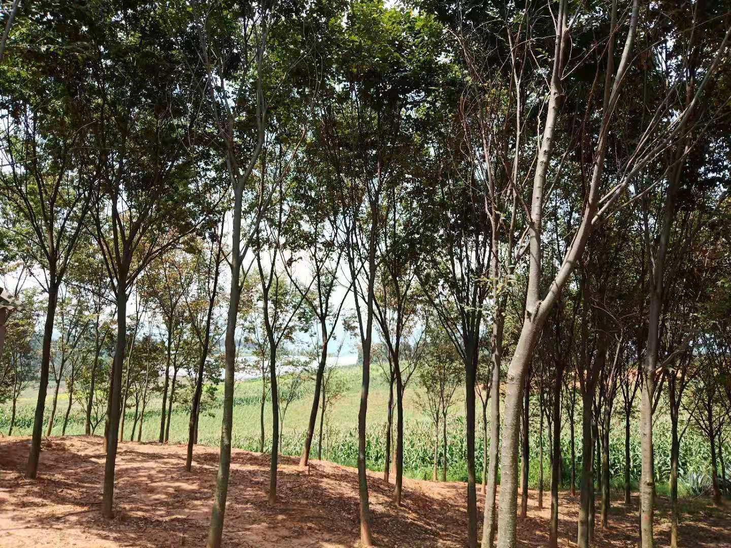 櫸樹、櫸木云南省紅河圖片/櫸樹、櫸木云南省紅河樣板圖 (2)