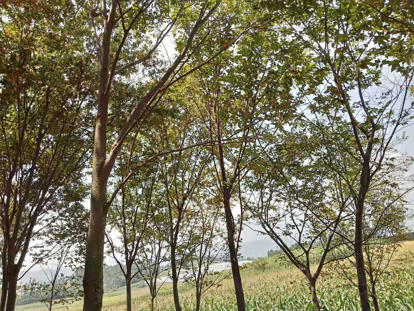 櫸樹、櫸木云南省紅河圖片/櫸樹、櫸木云南省紅河樣板圖 (4)