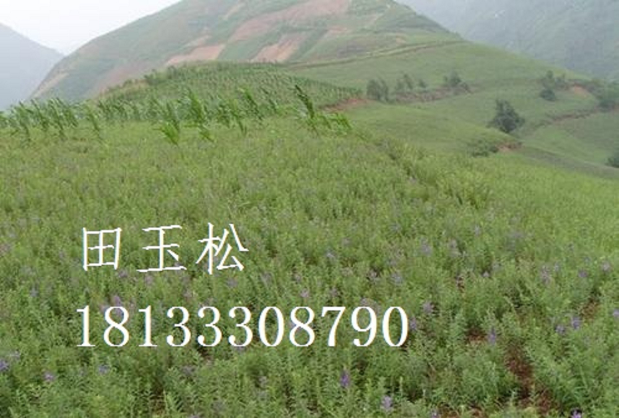 丹參，。種苗的種植方法，批發(fā)價格圖片