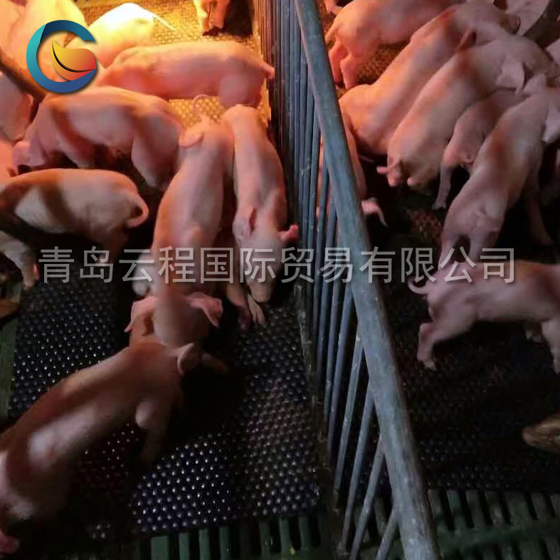 青島橡膠母豬*墊 豬舍保溫墊 廠家豬舍保育墊  青島豬舍保溫墊 小豬豬舍保育墊
