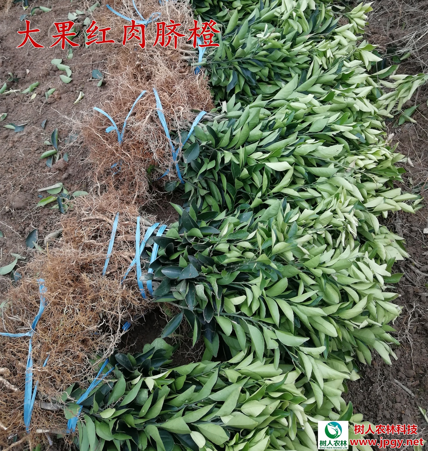 紅肉臍橙苗圖片/紅肉臍橙苗樣板圖 (3)