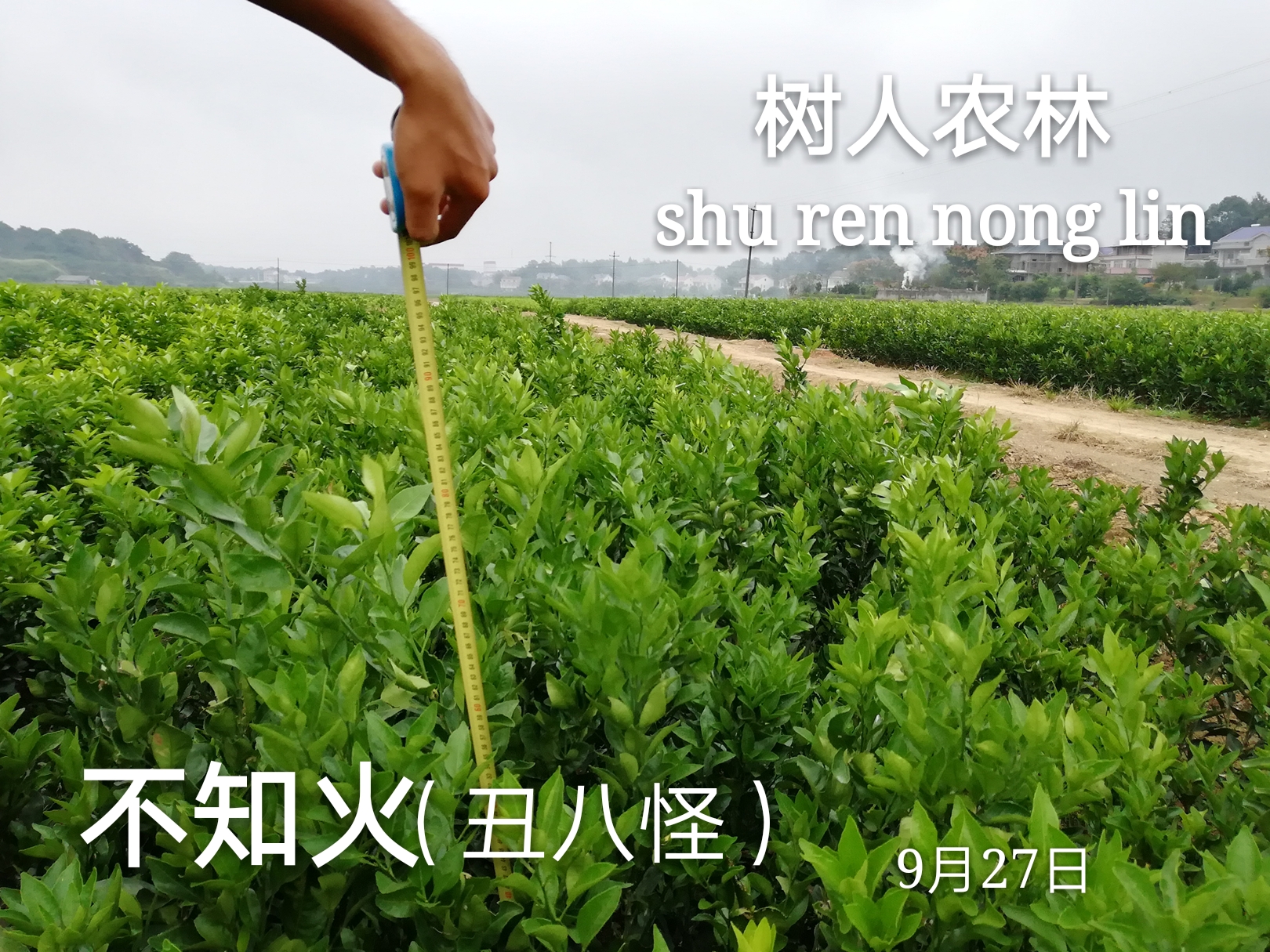 丑柑苗圖片/丑柑苗樣板圖 (3)