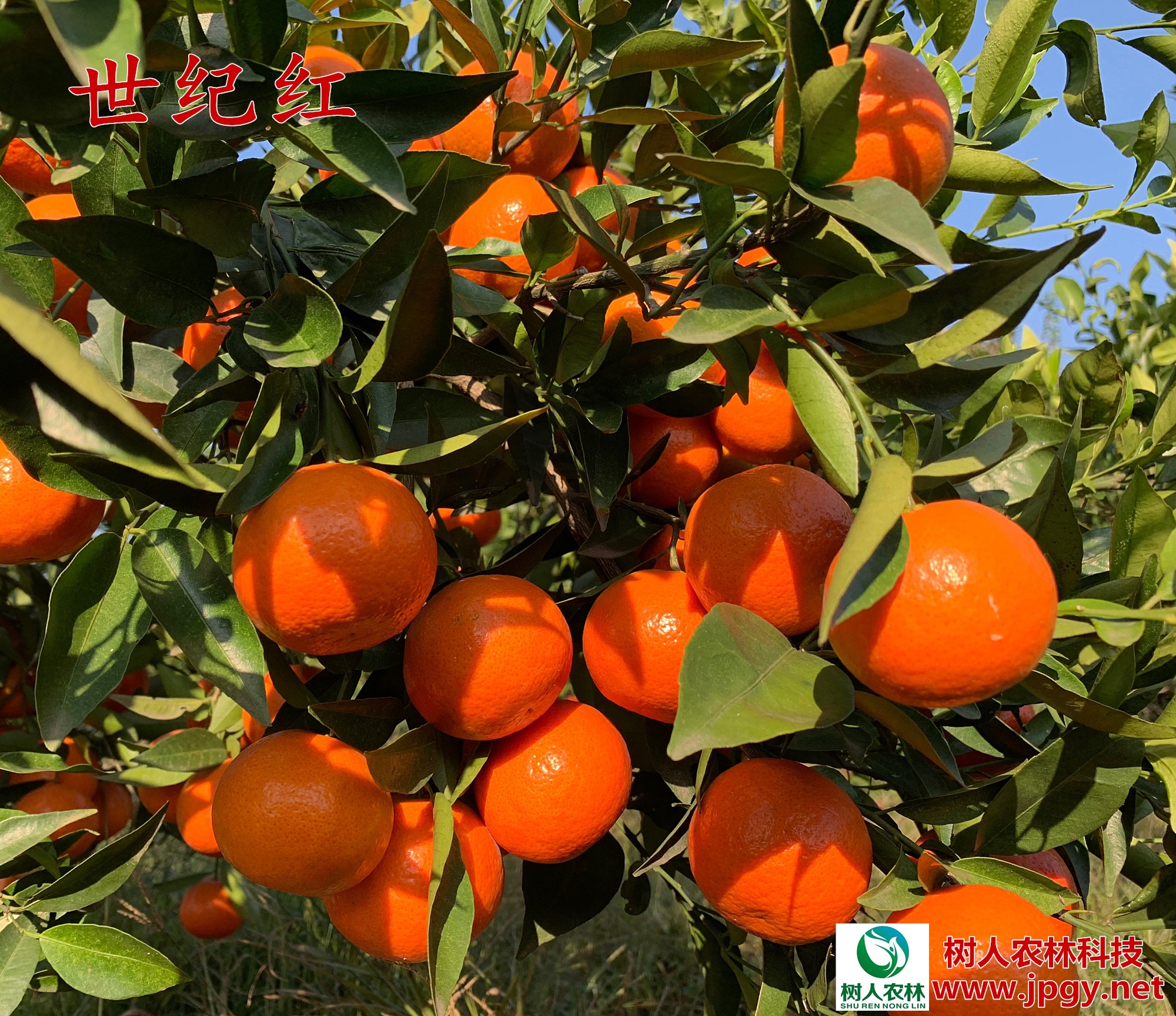 世紀(jì)紅柑橘苗 湖南正在的世紀(jì)紅圖片