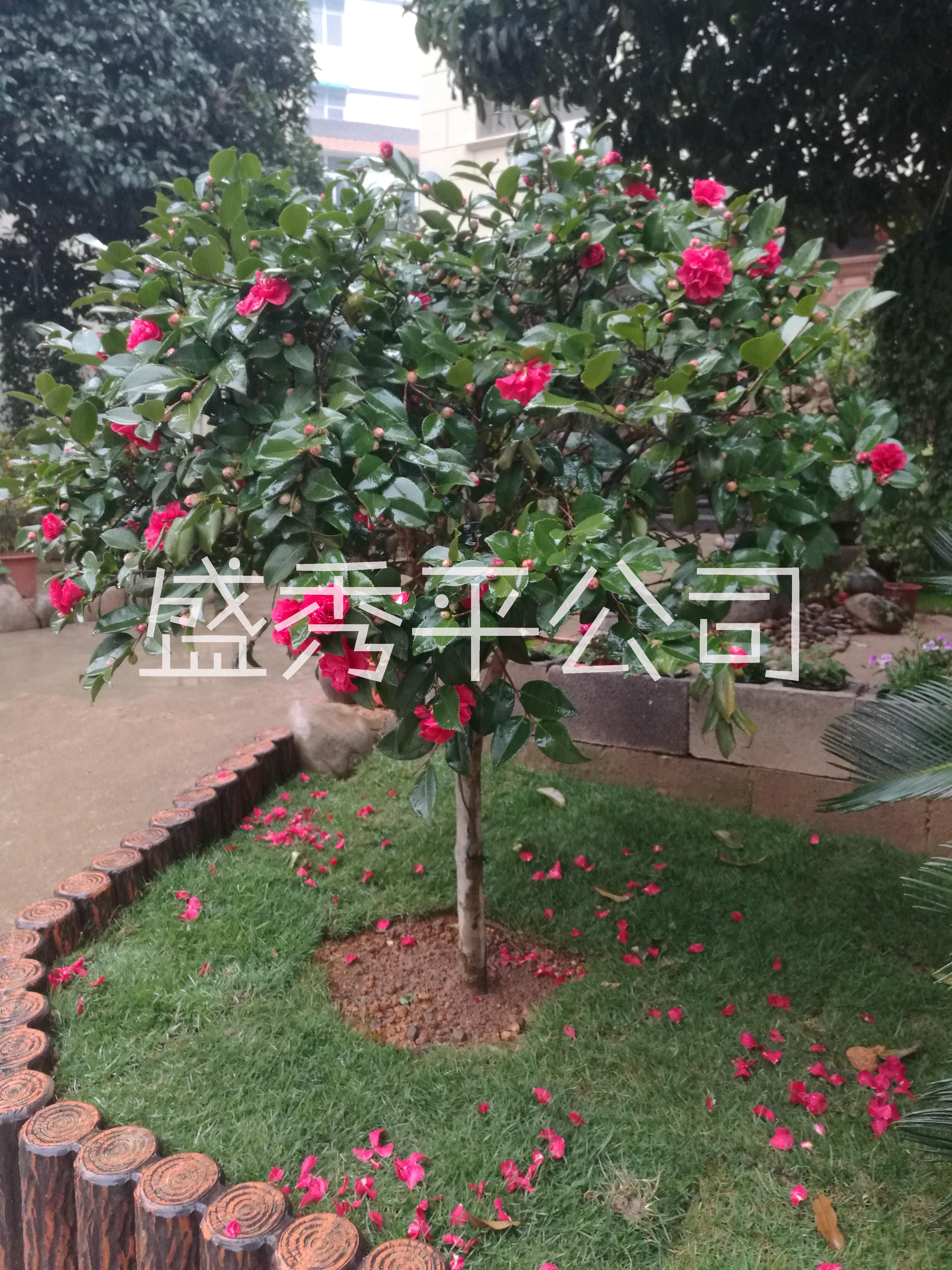 茶梅樹(shù)苗價(jià)格圖片/茶梅樹(shù)苗價(jià)格樣板圖 (1)
