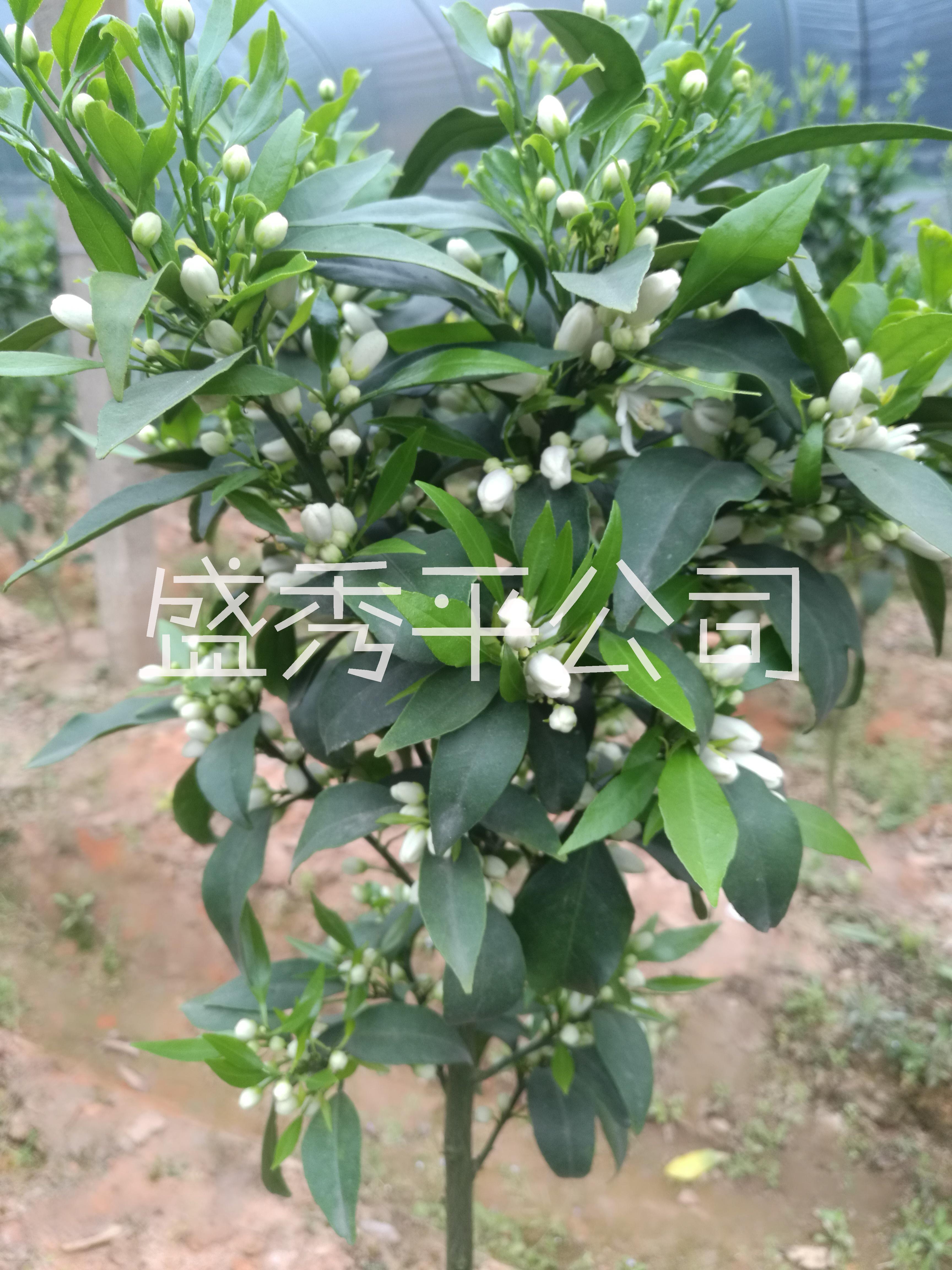 紅美人圖片/紅美人樣板圖 (3)