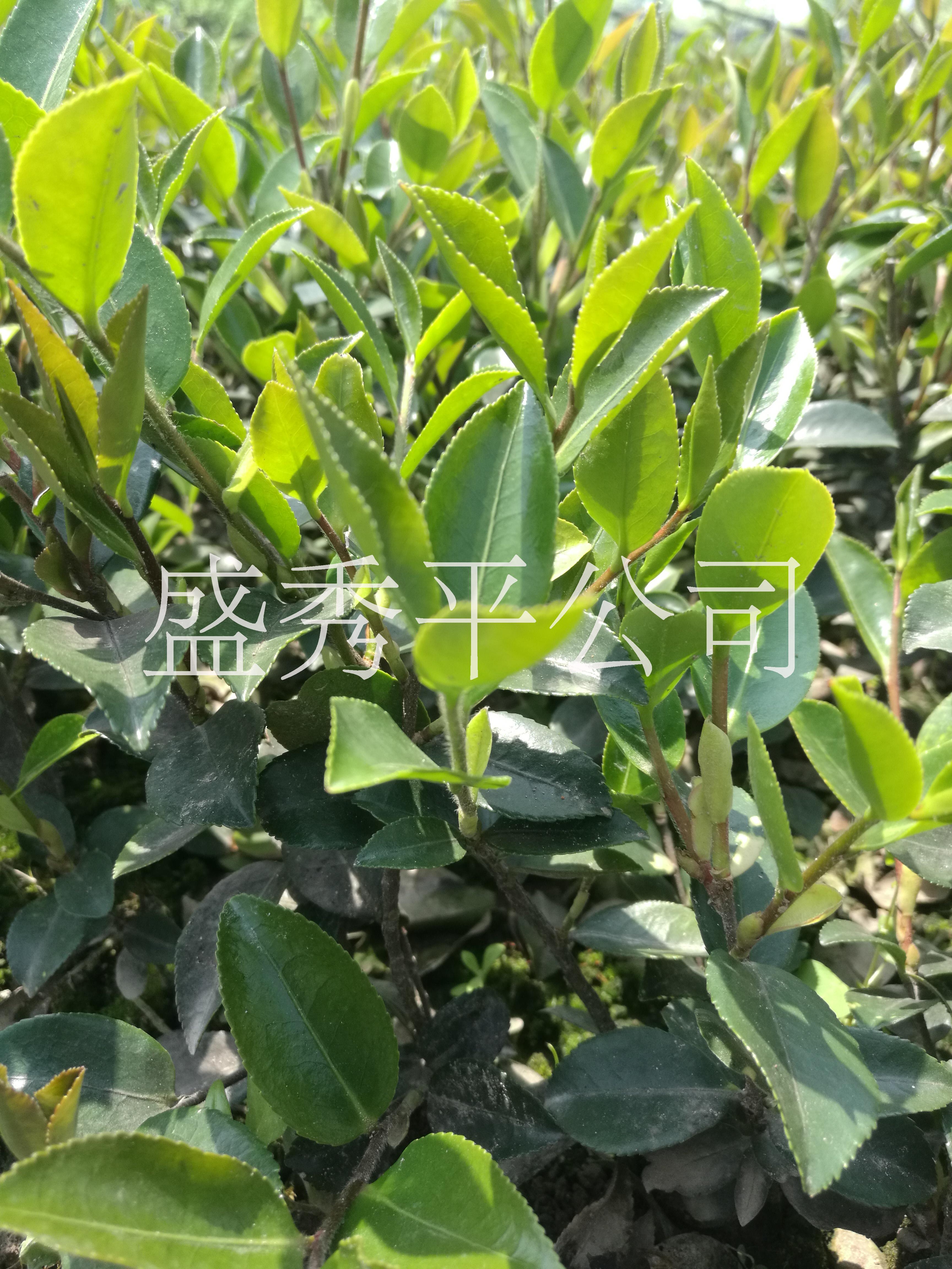 茶梅樹(shù)苗價(jià)格圖片/茶梅樹(shù)苗價(jià)格樣板圖 (4)