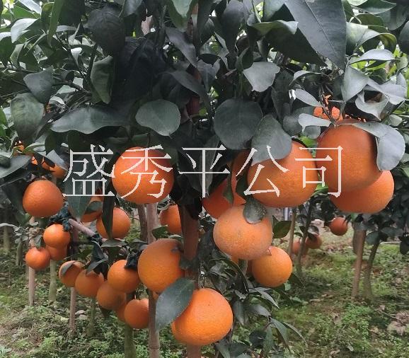 紅美人供應(yīng)商報價 價格 廠家圖片