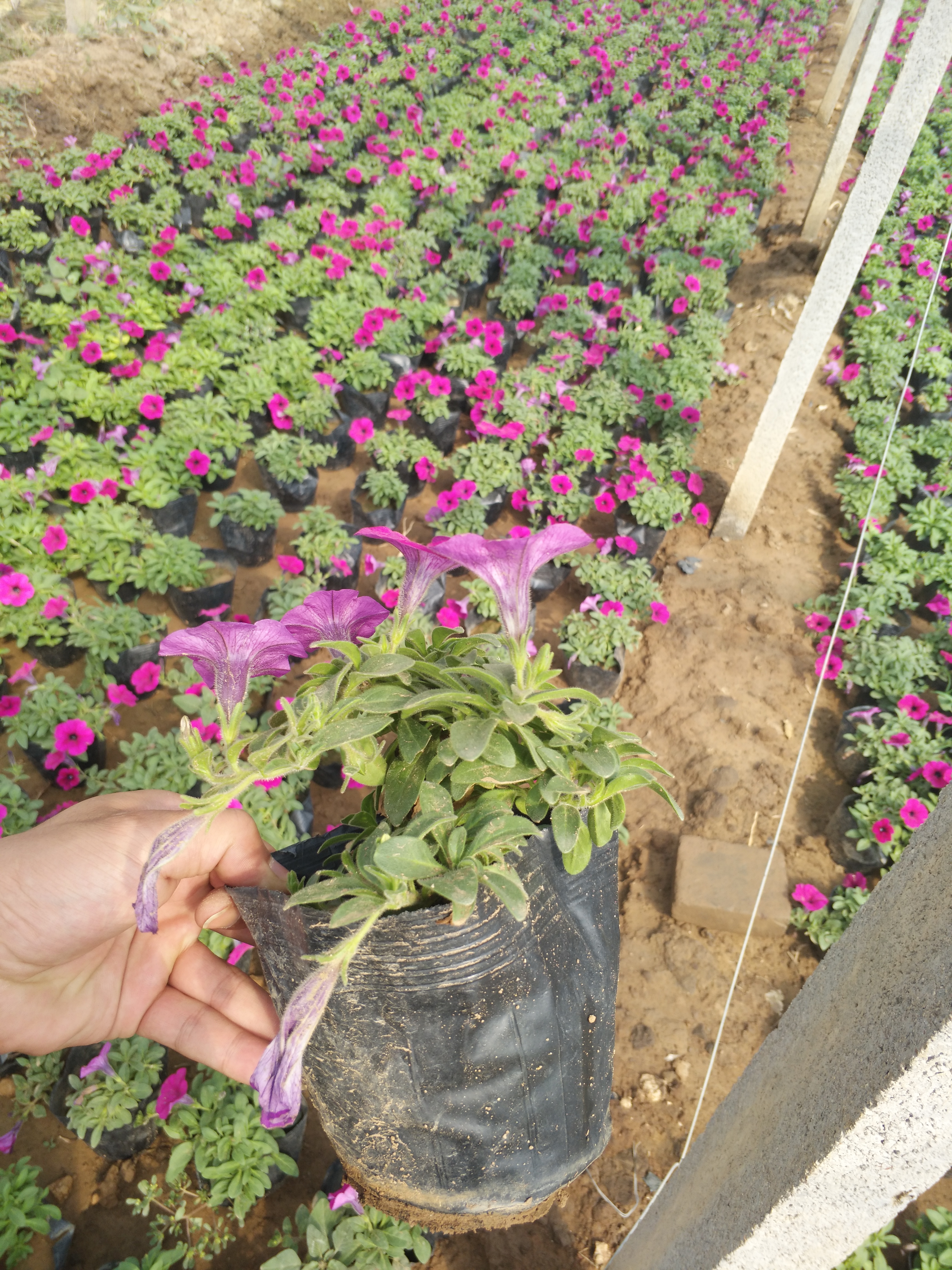 矮牽牛種植基地，歡迎咨詢圖片