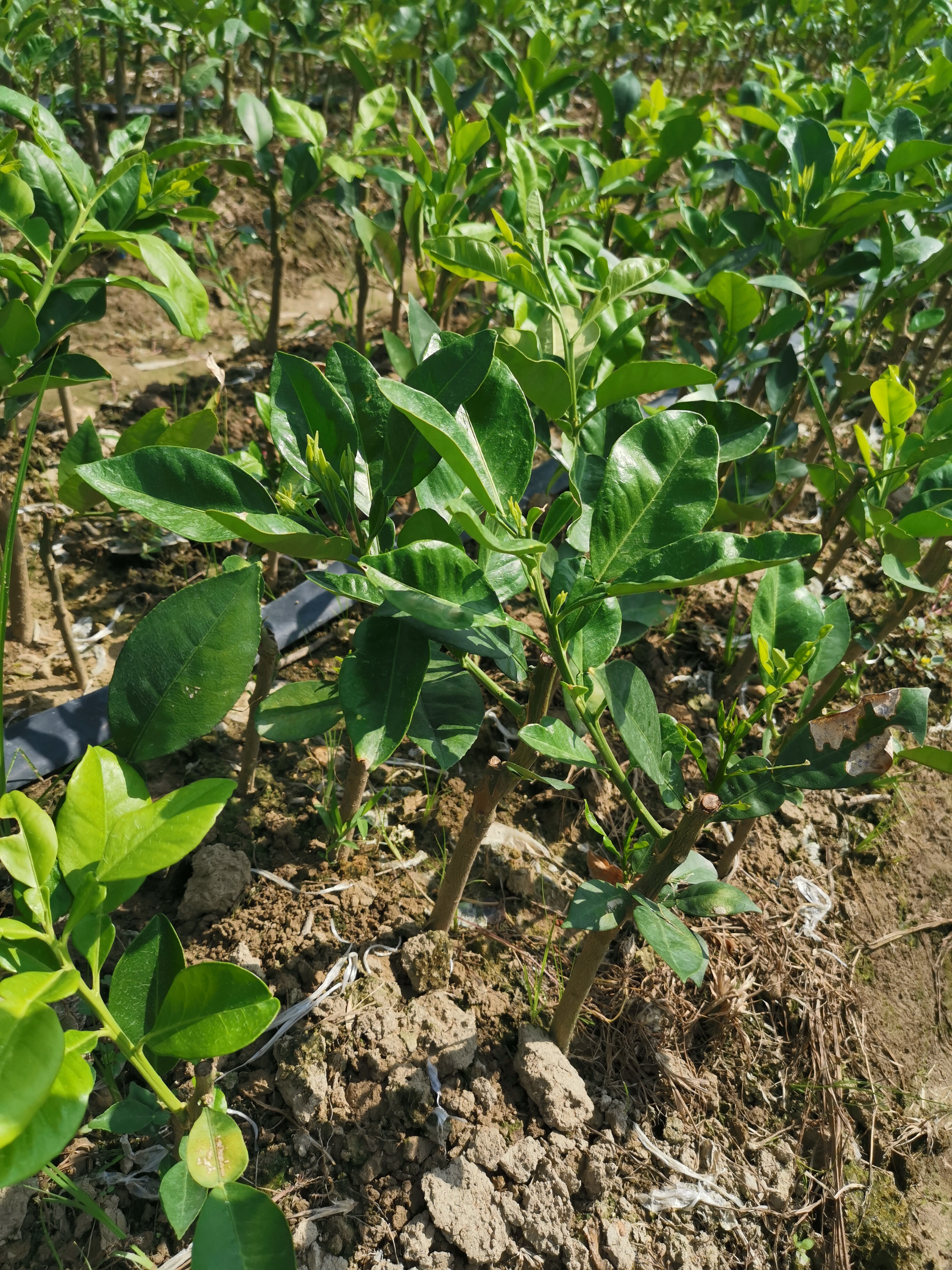 青柚苗圖片/青柚苗樣板圖 (3)