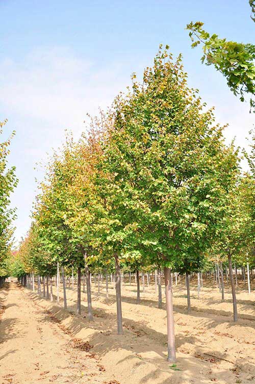 椴树椴树种植基地_批发各种规格椴树_种植基地_丽枫园林电话