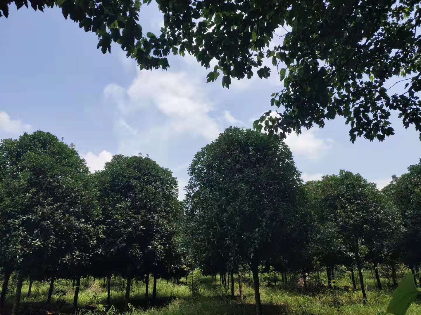 湖南省浏阳市红桂花树 丹桂