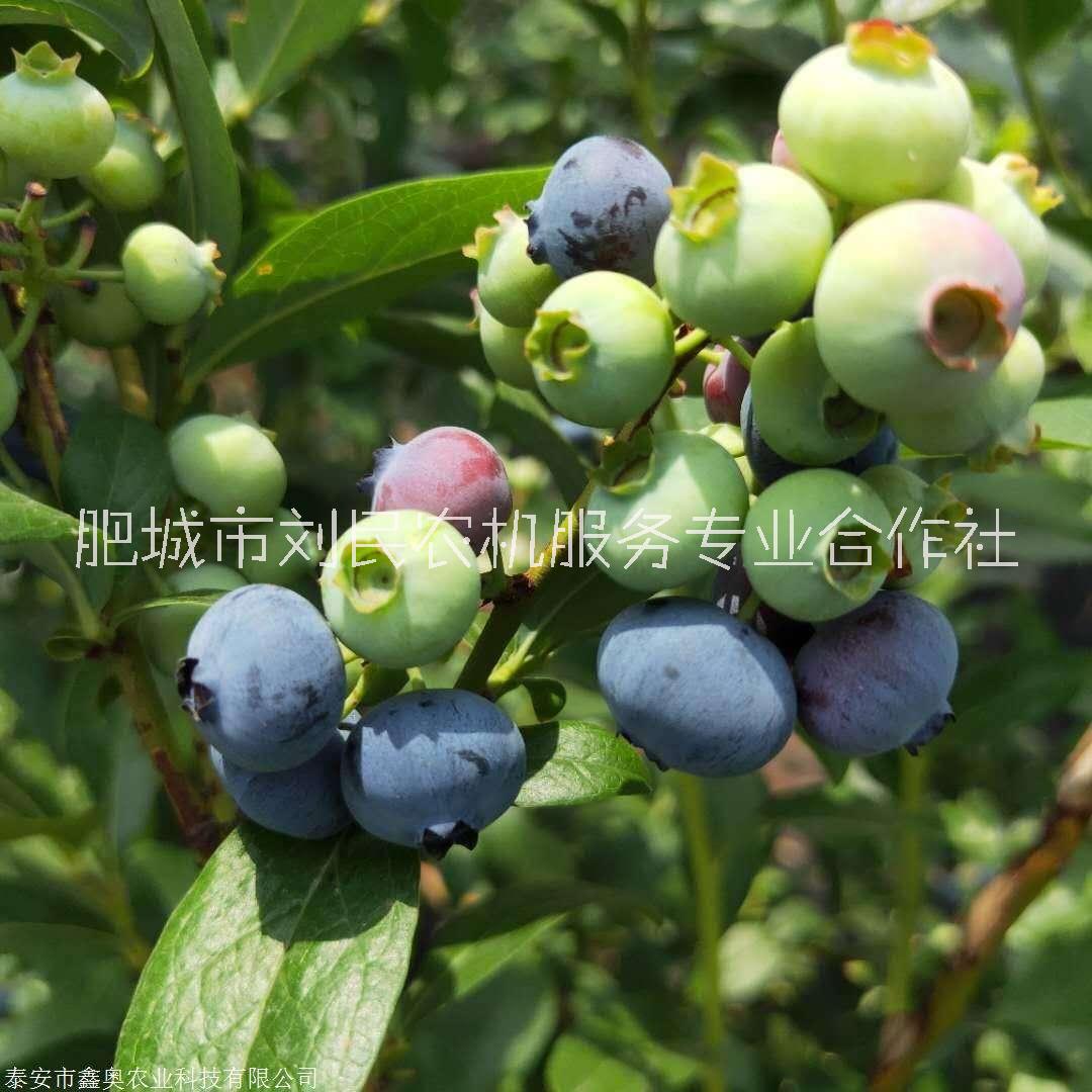 藍(lán)莓苗大量出售、優(yōu)質(zhì)供應(yīng)、熱銷、基地訂購電話【肥城市劉民農(nóng)機(jī)服務(wù)專業(yè)合作社】