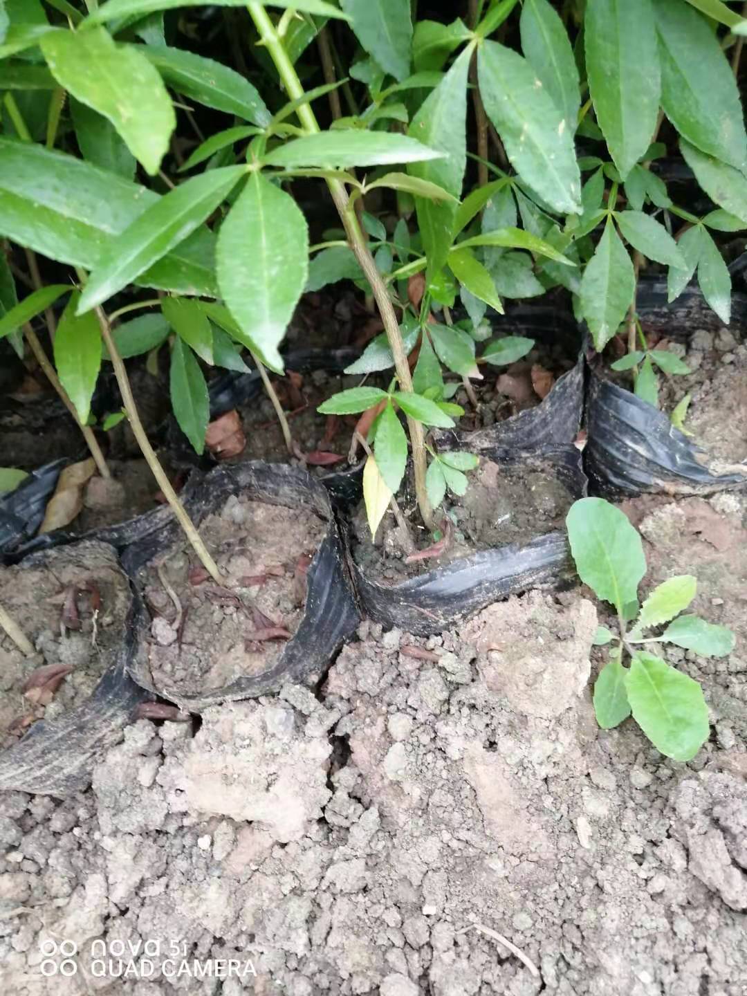 青花椒苗圖片/青花椒苗樣板圖 (4)