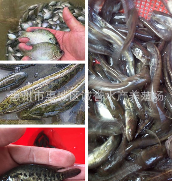 廣州銀鱈魚苗養(yǎng)殖圖片/廣州銀鱈魚苗養(yǎng)殖樣板圖 (3)