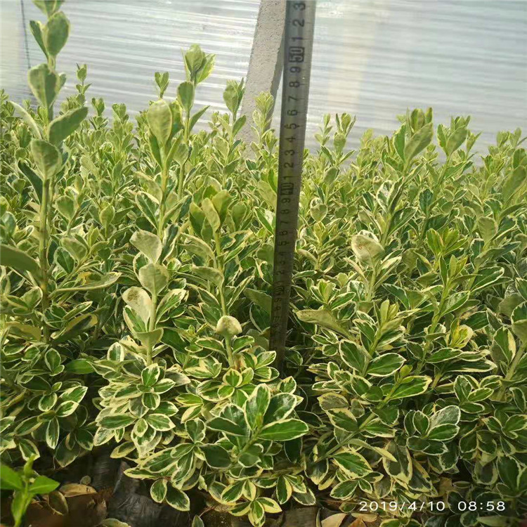 金邊黃楊出售，金邊黃楊種植基地圖片