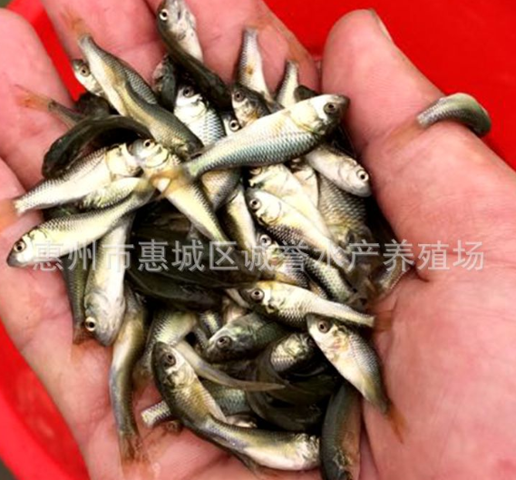 廣州銀鱈魚苗養(yǎng)殖圖片/廣州銀鱈魚苗養(yǎng)殖樣板圖 (4)