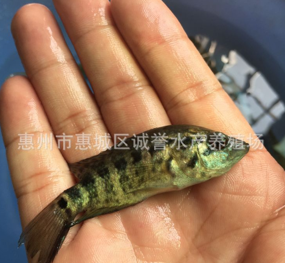 斑魚苗圖片/斑魚苗樣板圖 (3)
