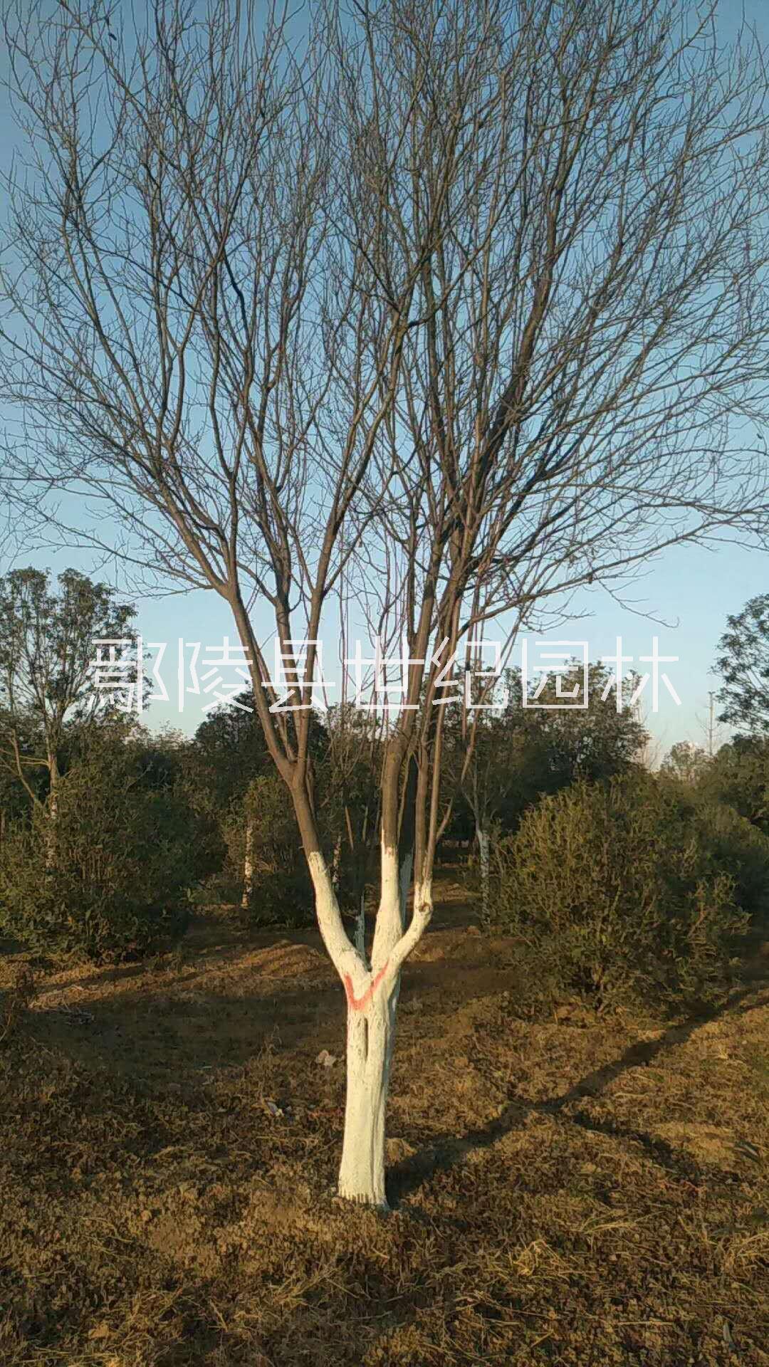 苗木金叶女贞球种植基地、报价【鄢陵县腾兴园林工程有限公司】图片