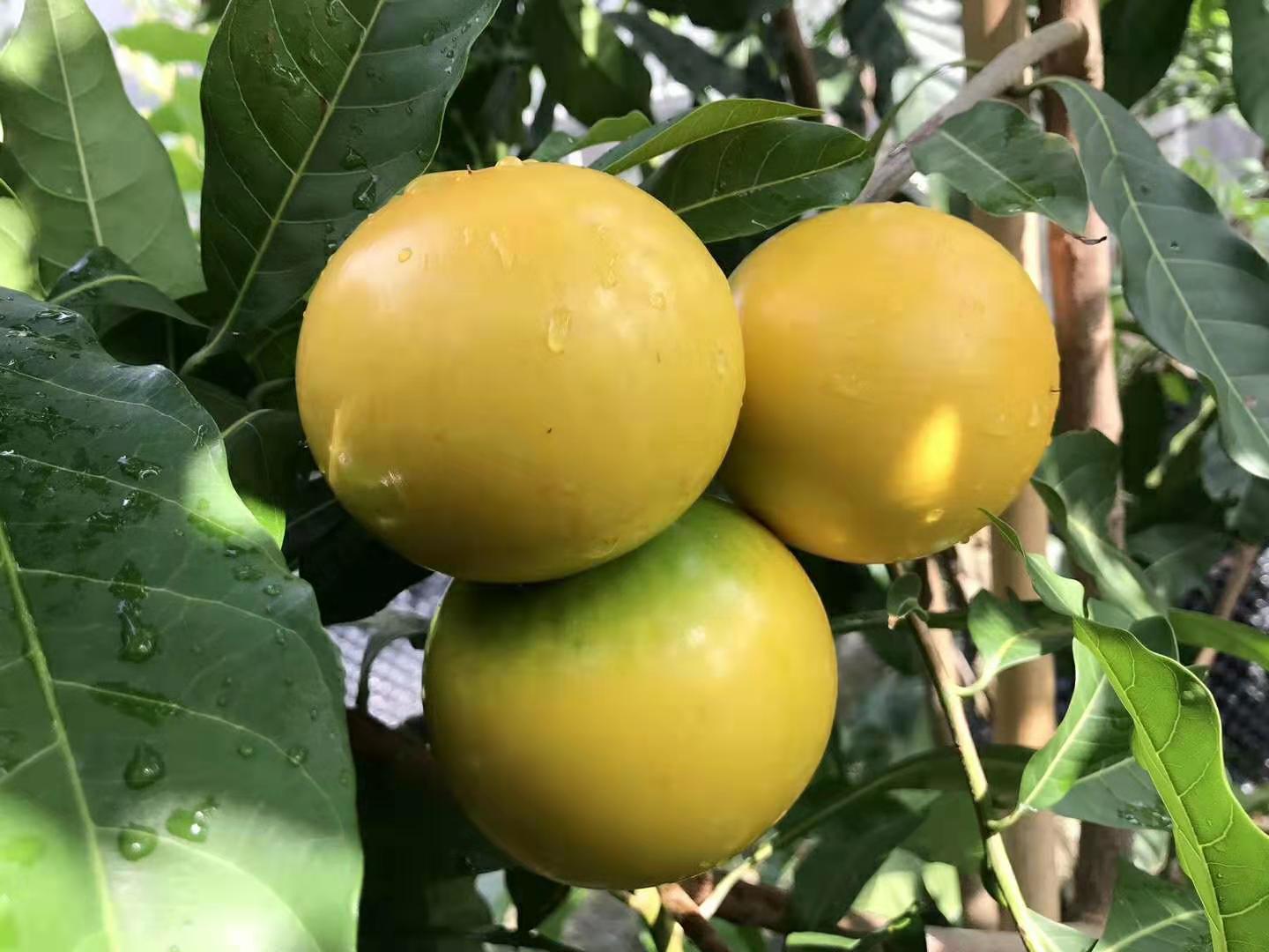 广州黄晶果种苗种植基地直销批发价格 黄晶果苗图片