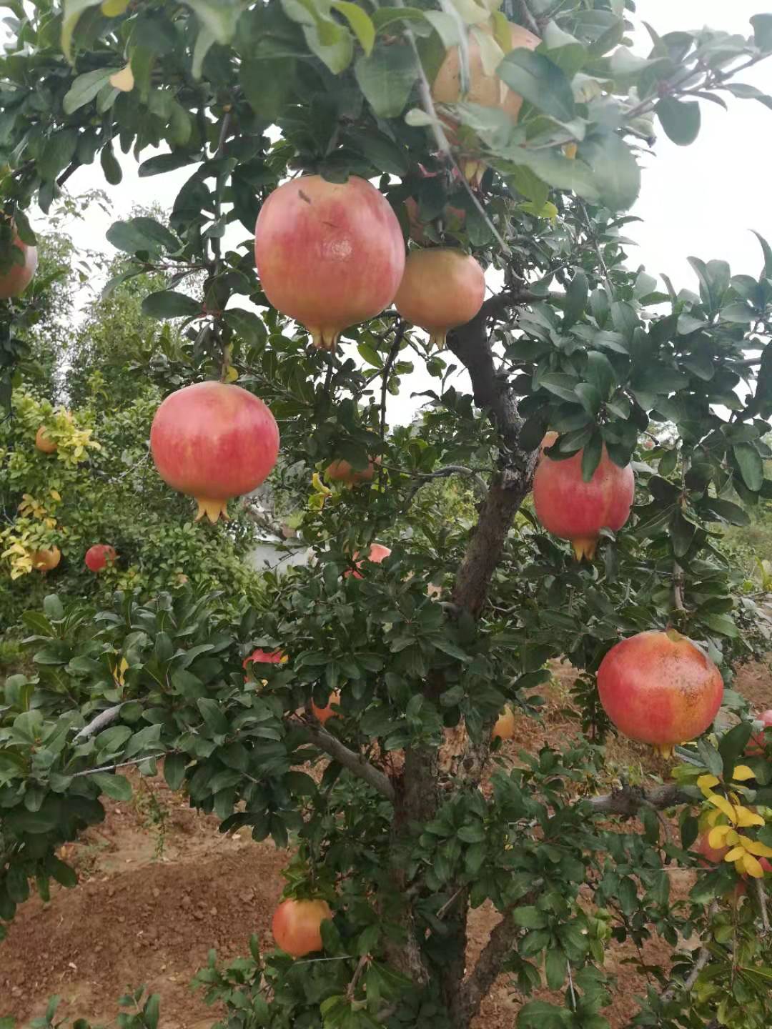 河南软籽石榴—批发商—石榴基地—红石榴