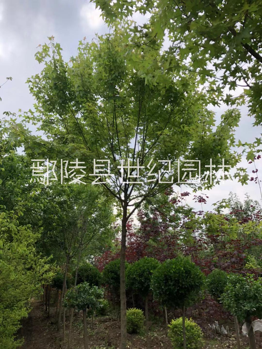 陜西紅葉榆葉梅種植基地，陜西紅葉榆葉梅種植批發(fā)，陜西紅葉榆葉梅種植技術(shù)