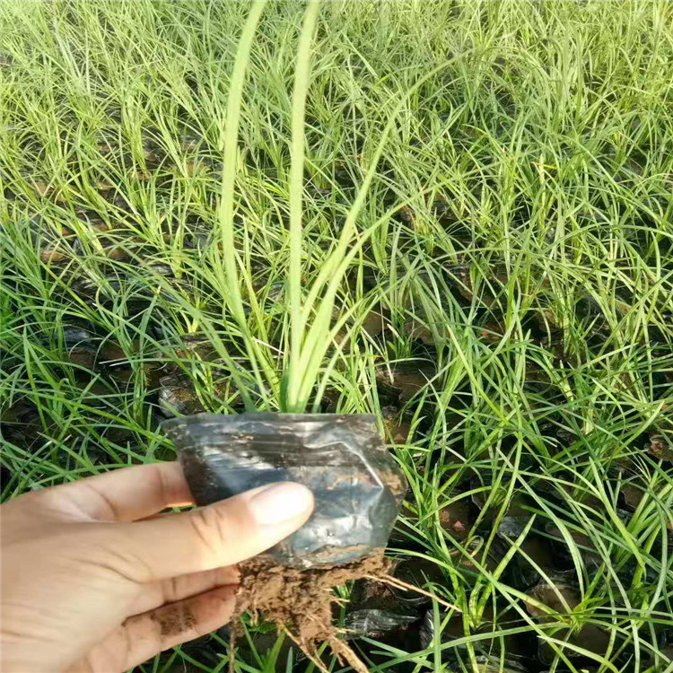 麦冬草批发，麦冬草种植基地，山东麦冬草供应，麦冬草销售图片