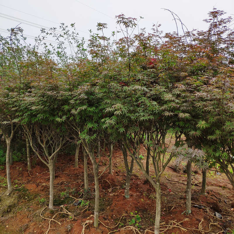 武汉室内外花卉植物养维护苗木补种图片