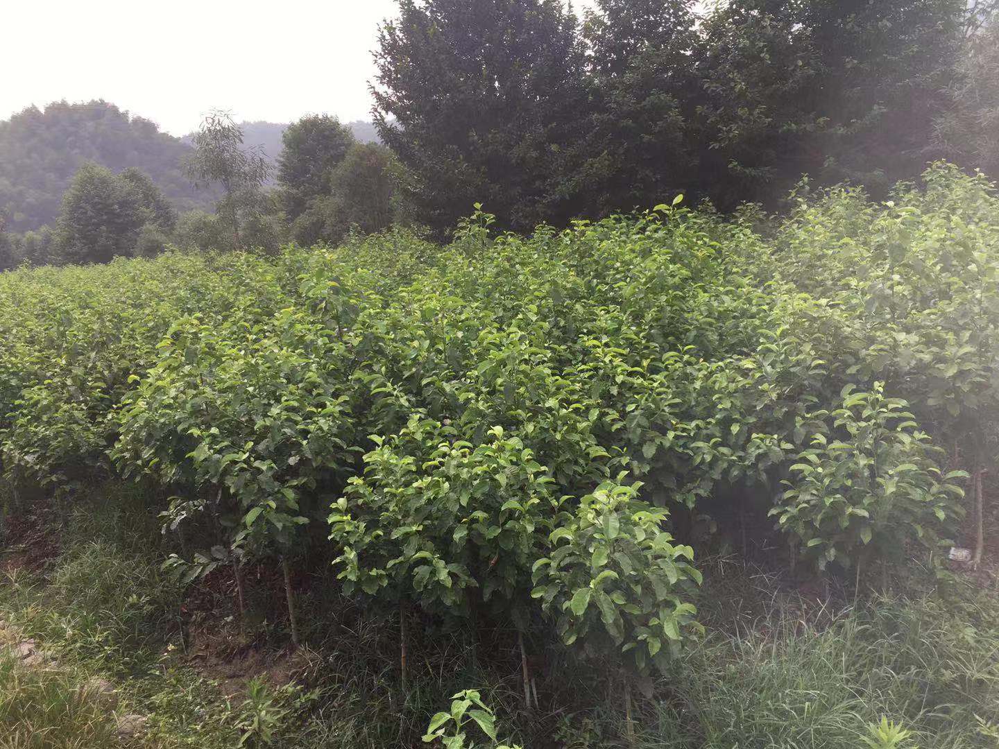 樂昌含笑圖片/樂昌含笑樣板圖 (1)