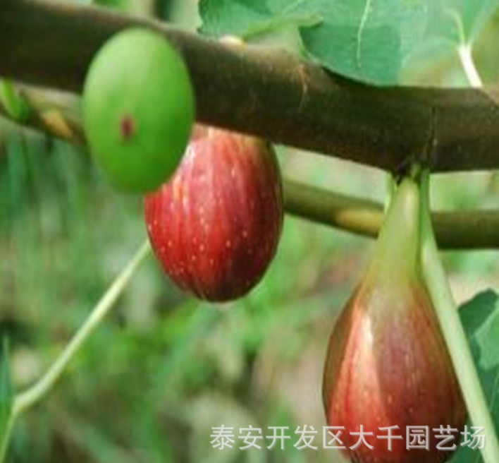 批发斯特拉无花果树苗 当年结果无花果苗 芭劳奈无花果树苗多少钱图片