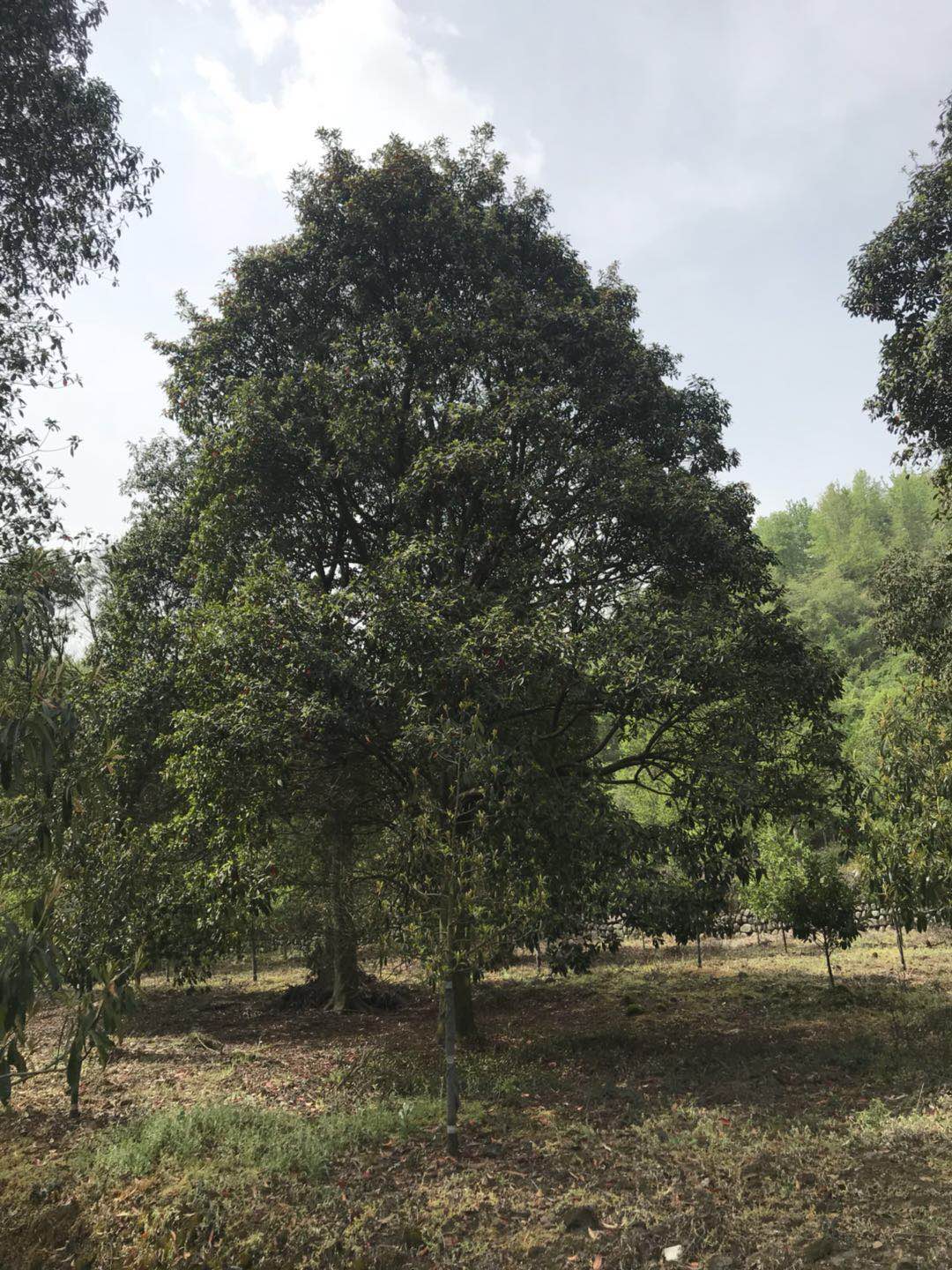 杜英苗圖片/杜英苗樣板圖 (4)