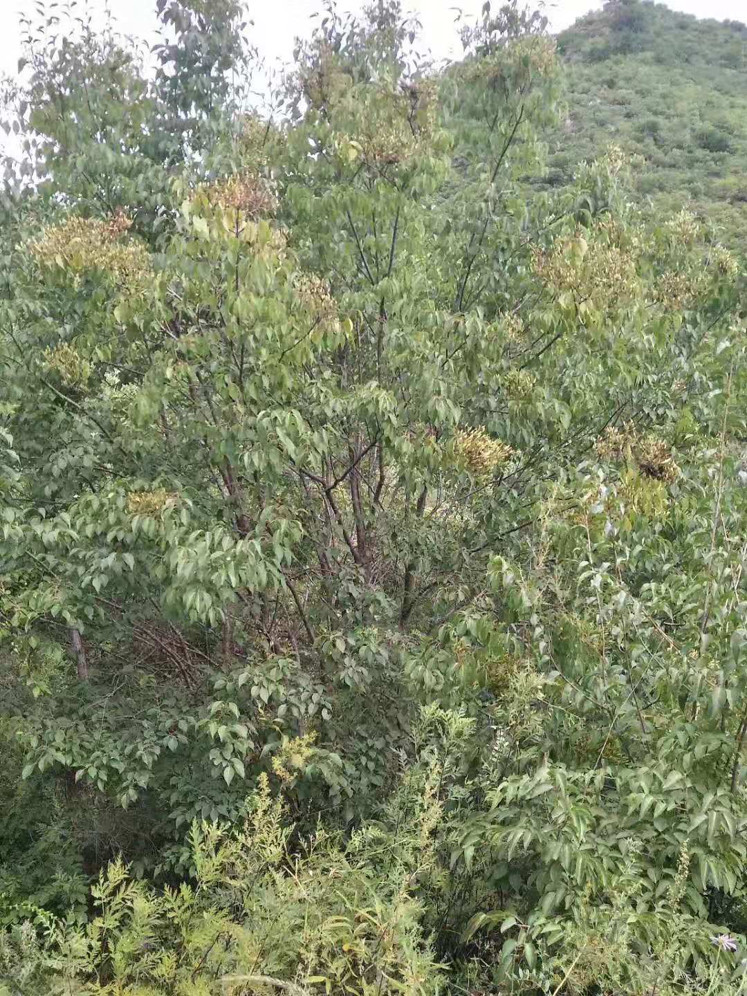 河北暴马丁香种植基地价格马丁香种植基地_苗圃电话_批发暴马丁香 河北暴马丁香供应商图片