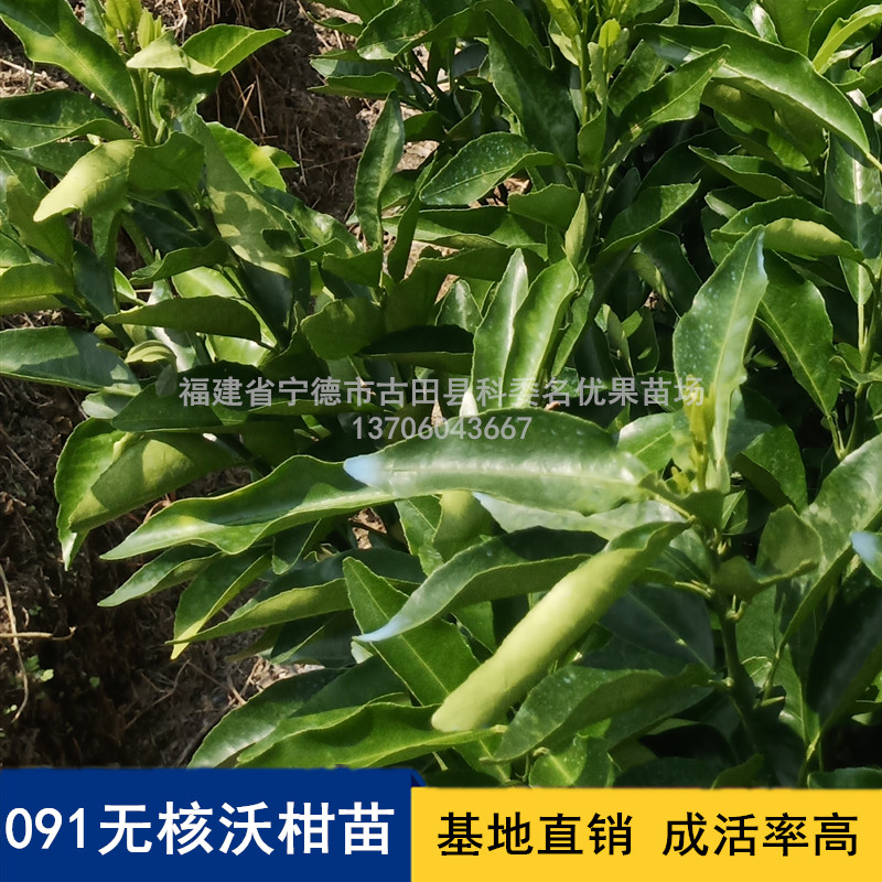 柑苗圖片/柑苗樣板圖 (2)