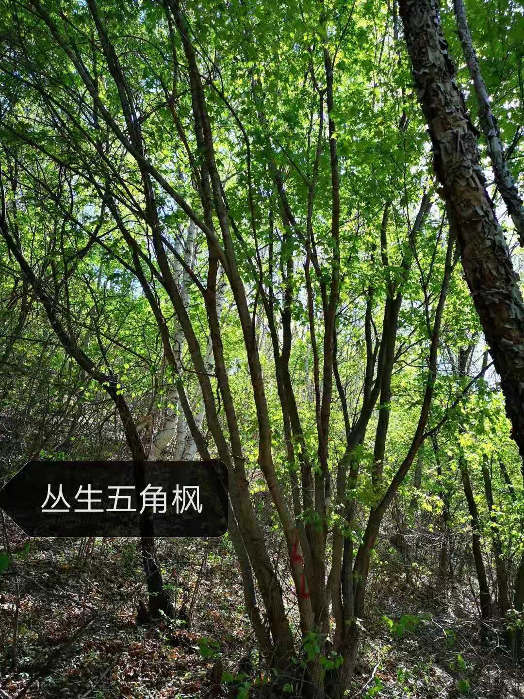 山东丛生五角枫种植基地批发价，丛生五角枫种植基地河北丛生五角枫-批发-供应商-价格图片