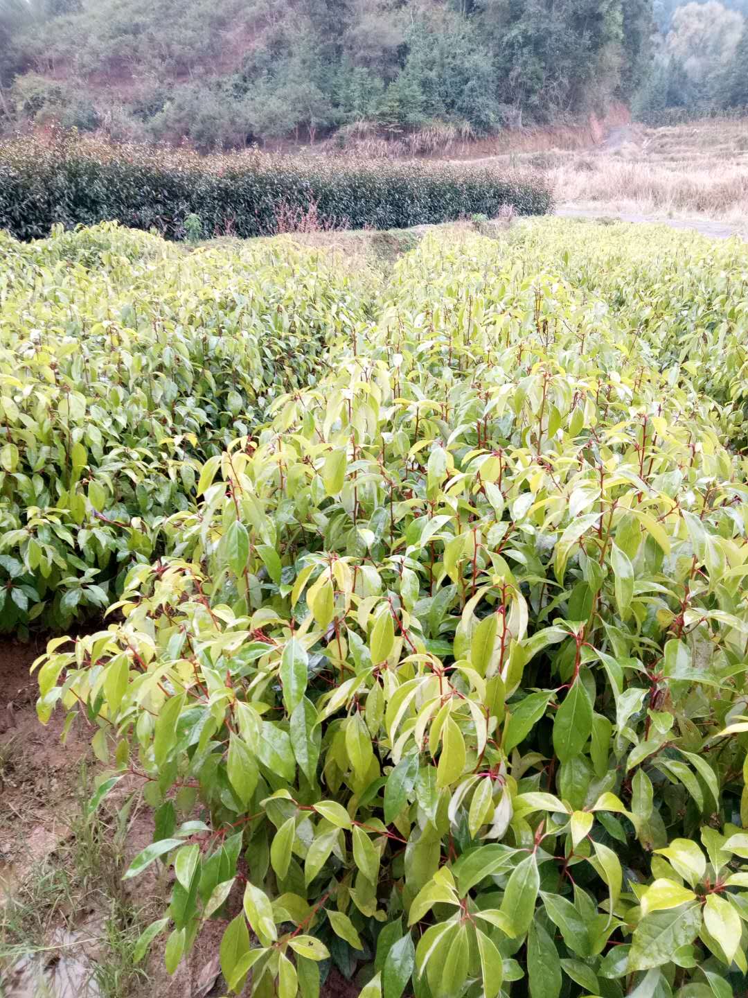 江西香樟苗种植基地直销价格图片