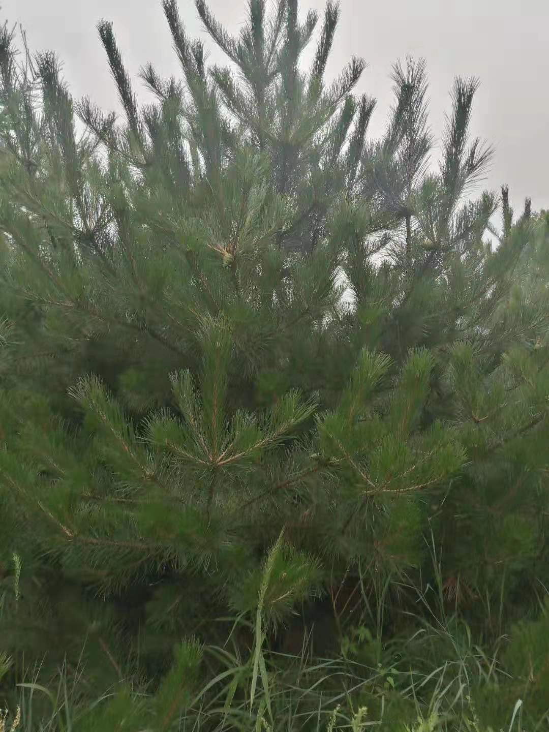 河北油松圖片