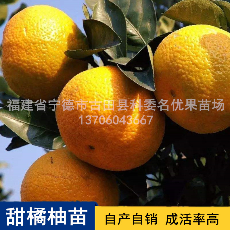甜橘柚苗基地直銷圖片/甜橘柚苗基地直銷樣板圖 (4)