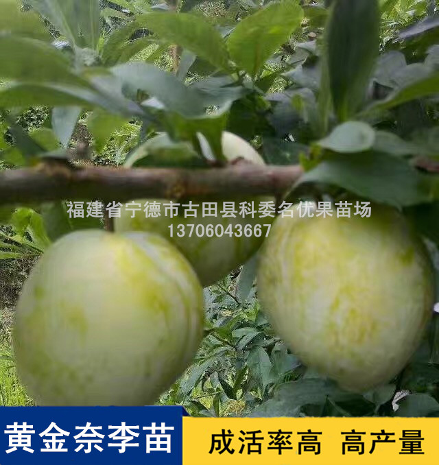 黃金奈李苗供應(yīng)商圖片/黃金奈李苗供應(yīng)商樣板圖 (3)