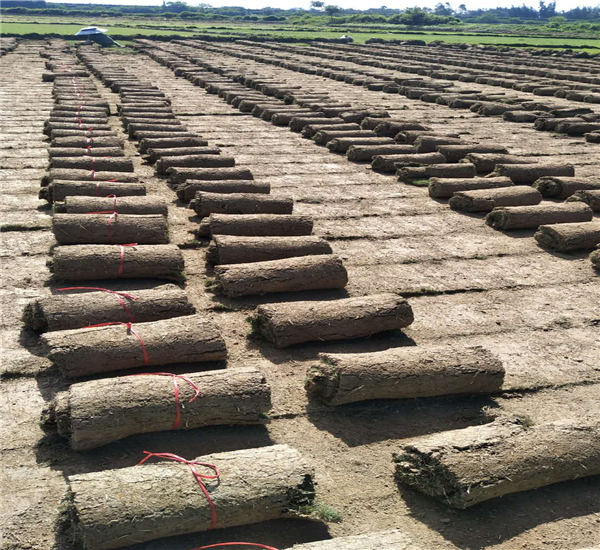 賀州臺灣草批發(fā)基地圖片