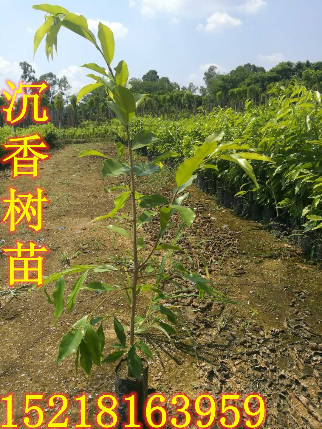 福建泉州沉香樹(shù)苗種植、漳州沉香樹(shù)苗批發(fā)