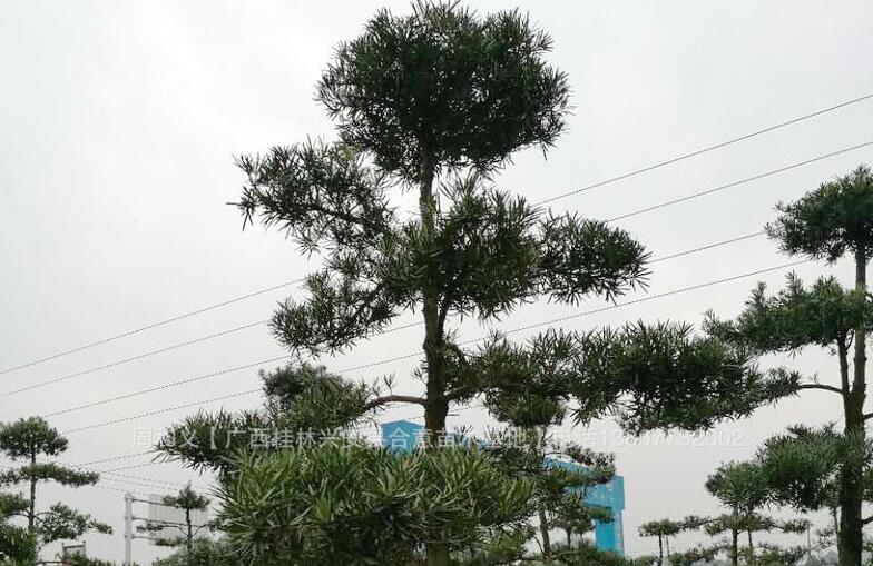 廣西羅漢松基地圖片