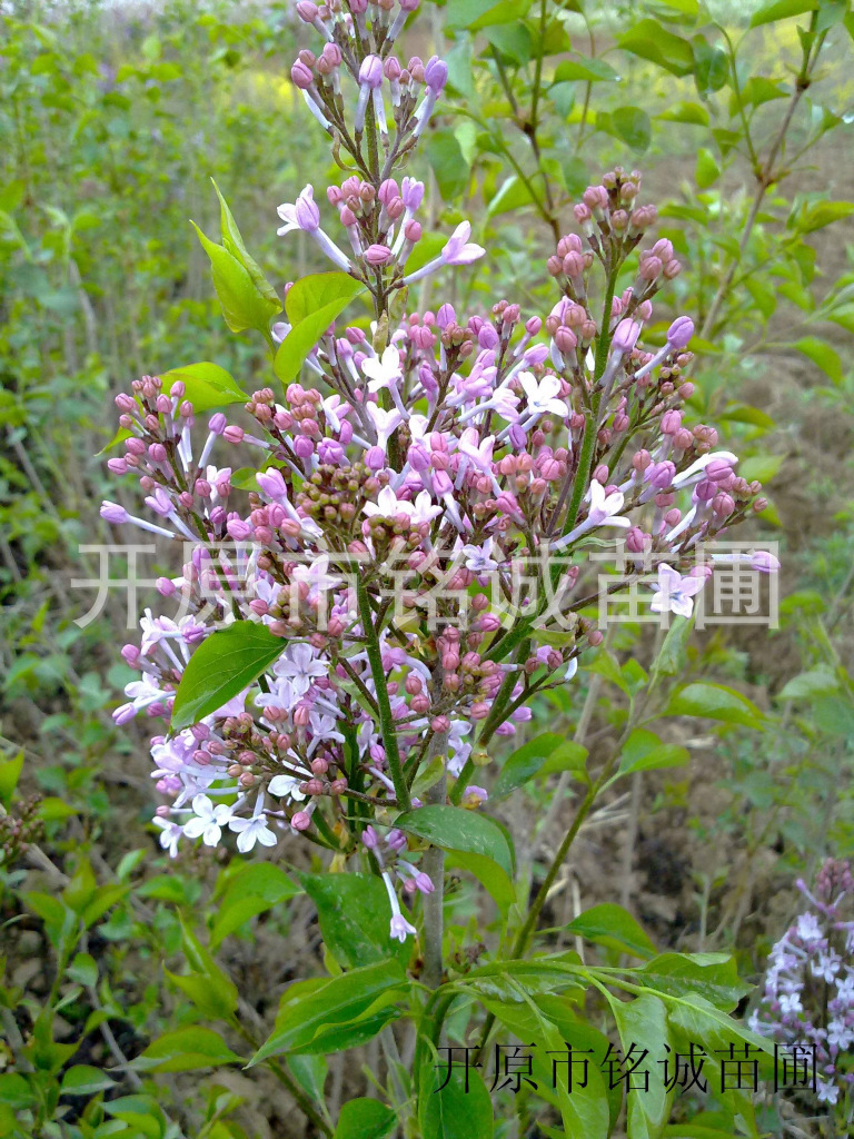 辽宁紫丁香苗基地-辽宁紫丁香苗批发价格-【开原市铭诚苗圃】图片