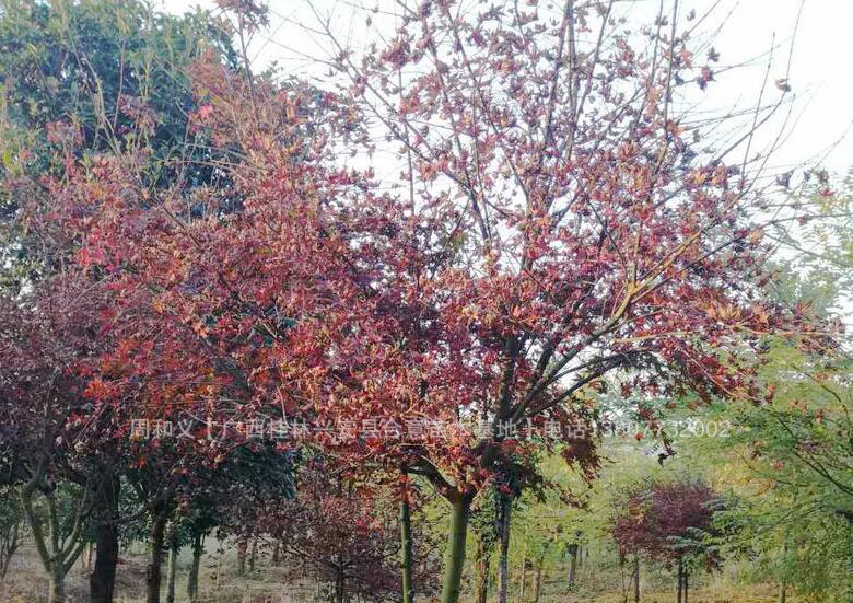 紅楓圖片/紅楓樣板圖 (1)
