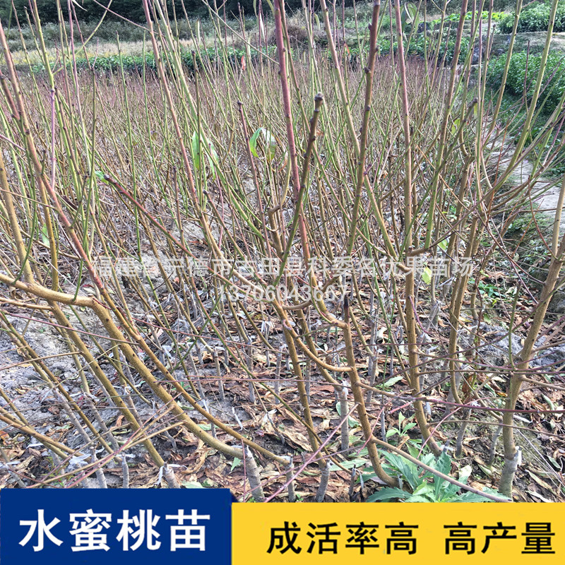 湖南水蜜桃苗基地直銷圖片